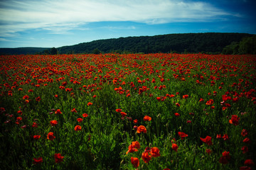 landscape of flower field with red poppy on blue sky