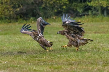 Eagle sea attack (Haliaeetus albicilla) 