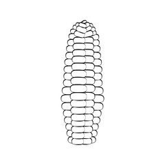 corn vegetable icon over white background vector illustration
