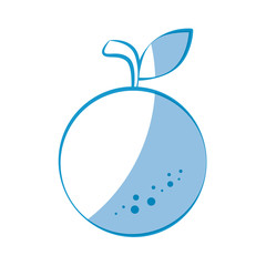 orange fruit icon over white background vector illustration