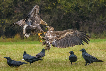 Eagle sea attack (Haliaeetus albicilla) 