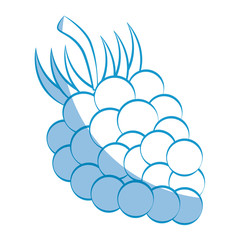 grapes fruit icon over white background vector illustration