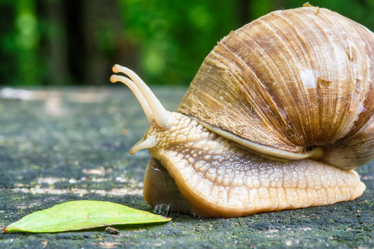 Snail on old wooden surface