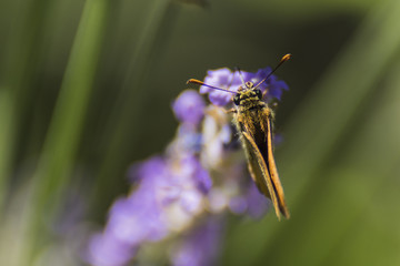 Papillon de Chartreuse - Grésivaudan - Isère.