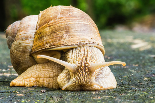 Snail on old wooden surface