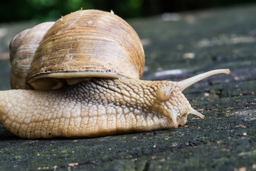 Snail on old wooden surface