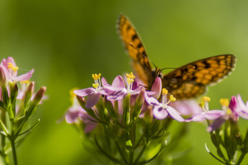 Papillon de Chartreuse - Grésivaudan - Isère.