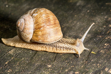 Snail on old wooden surface