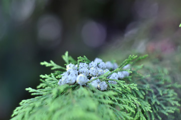 Macro view of green juniper branch with blurred background, Juniper blue Berries.