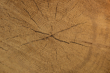 Fototapeta premium Querschnitt Baumstamm