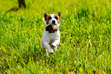 Fototapeta premium The running dog the Jack Russell Terrier across the field with a green grass, ears up, in teeth a log close up
