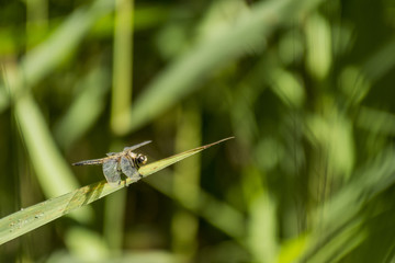 Libellules du Grésivaudan - Chartreuse - Isère.