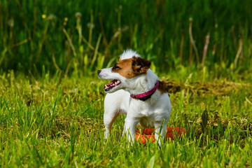 The dog the Jack Russell Terrier costs the rehouse close up against a green grass and orange frisbee, emotion, the mouth is open, the head is turned sideways