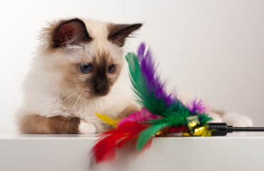 A seal point Birman cat, 4 month old kitten, male is  lying on the table with cat toy