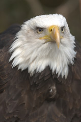 Mature adult Bald eagle (Haliaeetus leucocephalus)