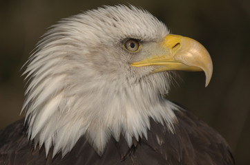 Obraz premium Mature adult Bald eagle (Haliaeetus leucocephalus)