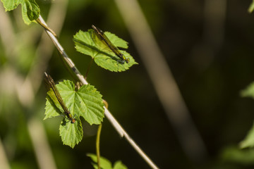 Libellules du Grésivaudan - Chartreuse - Isère.