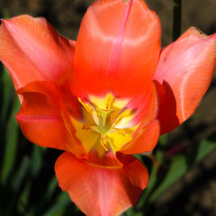 Beautiful red tulip flower blossomed and exposed the pestle and stamens