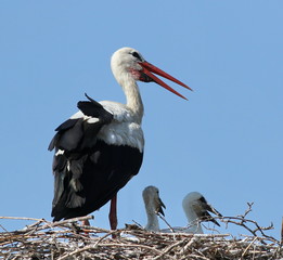 White Stork in nest, ciconia ciconia 