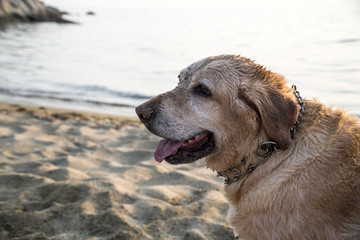 Dog Enjoying The Beach