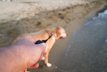 Dog Enjoying The Beach