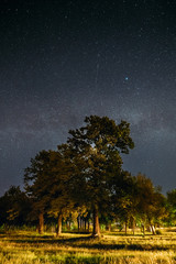 Green Trees Oak Woods In Park Under Night Starry Sky With Milky Way Galaxy