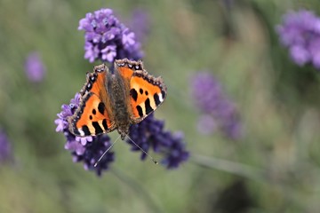 kleiner Fuchs besucht lavendel