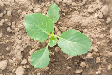 Cabbage plant evolve in the ground in the garden. Spring time.