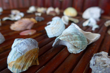 Raccolta di conchiglie esotiche