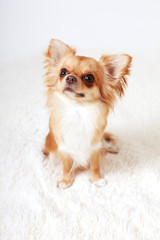 Cute redhead chihuahua fun looks at the camera