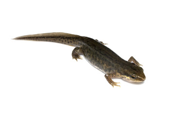 Close Up of Smooth Newt On White Background