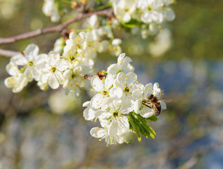 Bee on a flowering tree branch in spring