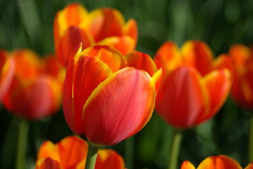 Tulipe rouge-orang&eacute; au printemps au jardin