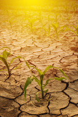 Corn field drought