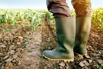 Keuken spatwand met foto Farmer in rubber boots standing in corn field © Bits and Splits