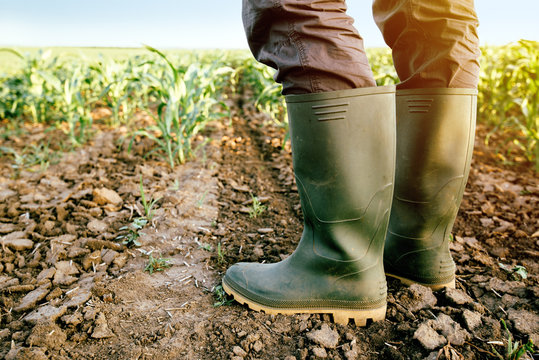 Farmer in rubber boots standing in corn field