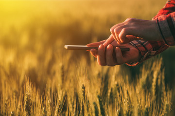 Agronomist using smart phone mobile app to analyze crop development
