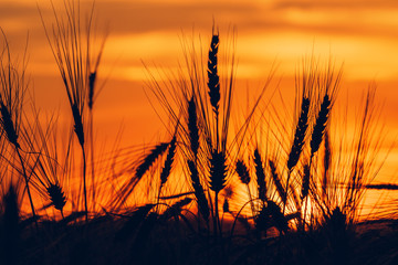 Wheat field sunset silhouettes