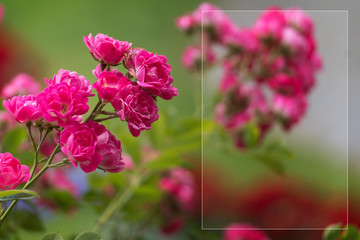 template with flowers for a greeting card, calendar