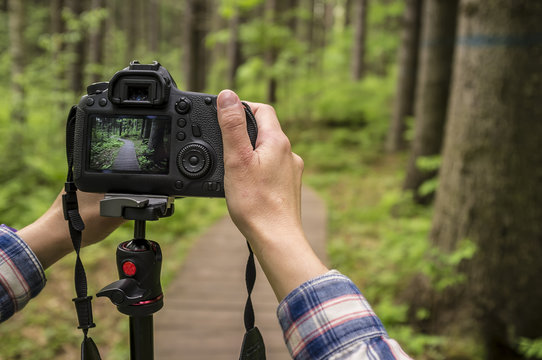 Photographer takes pictures of summer forest on the DSLR camera that stands on a tripod.