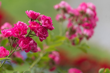 template with flowers for a greeting card, calendar