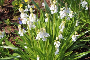 Fototapeta premium Fleurs hybrides de jacinthes des bois