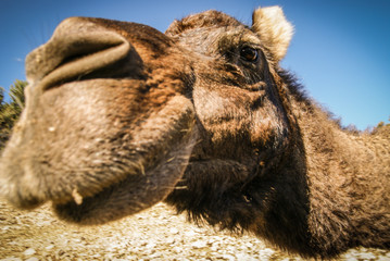 Portrait of a big shaggy red camel