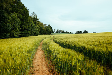 Sachsen Landwirtschaft