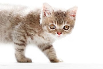 British Shorthair kitten on a white background.