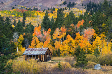 A small old cabin is surrounded by beautiful fall foliage in autumn in Hope Valley, California.