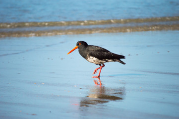 bird on the beach