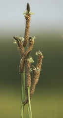 Ribwort plantain (Plantago lanceolata) flower heads