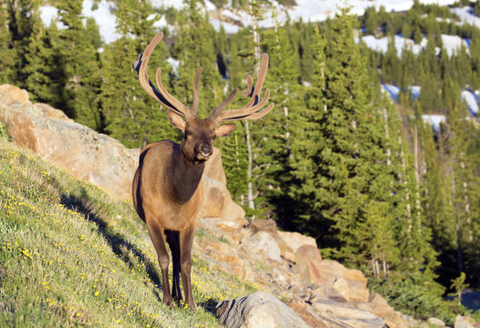 Bull Elk in Rocky Mountains National Park, Colorado