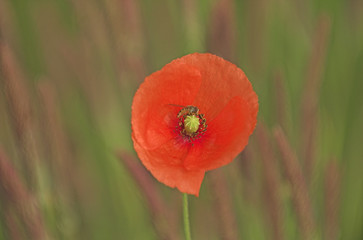 Poppy (papaver rhoeas) flower with hoverfly (episyrphus balteatus) sitting in it